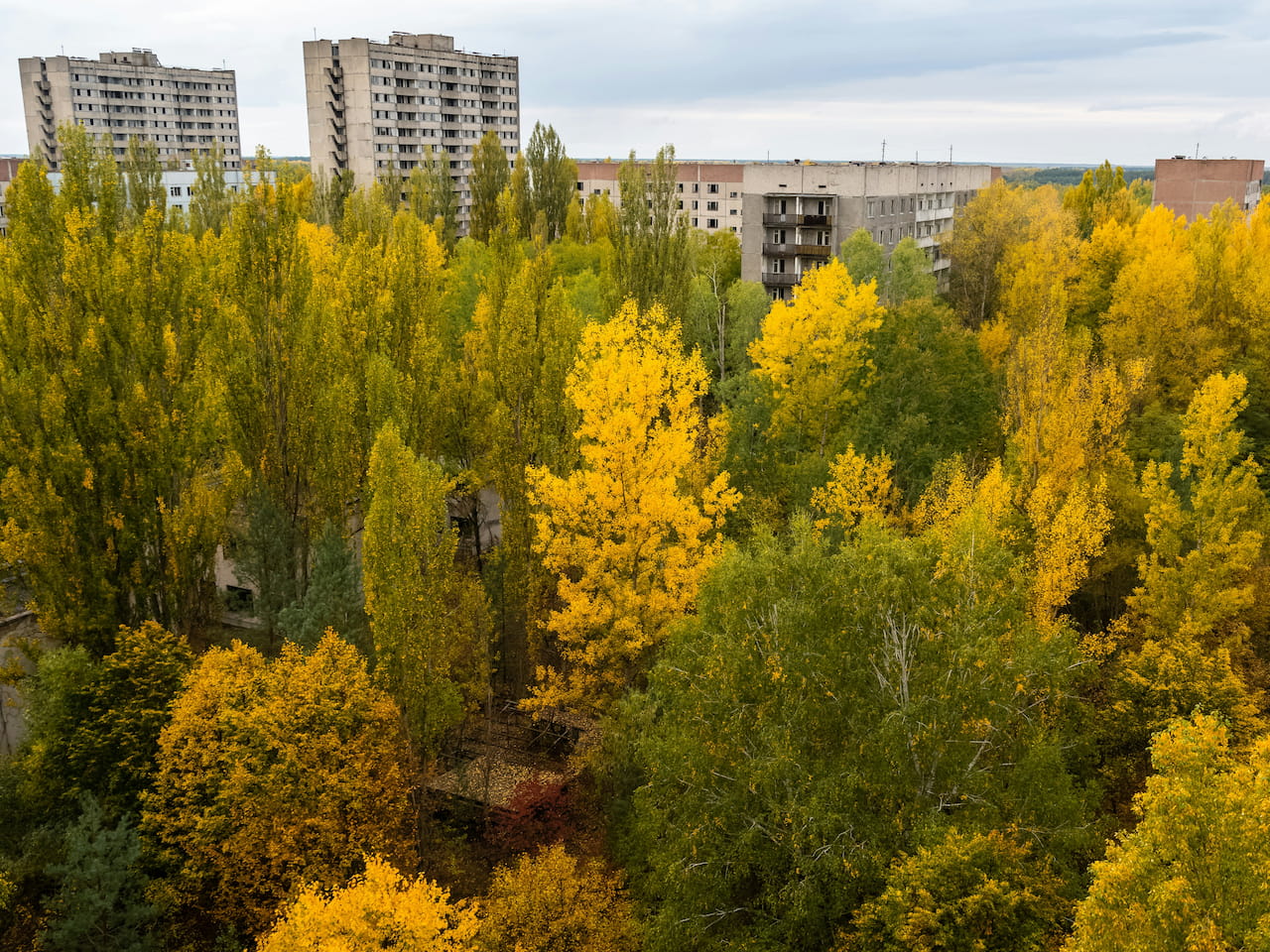 ver- und der Natur überlassene Stadtgebäude umgeben von gelben und grünen Bäumen